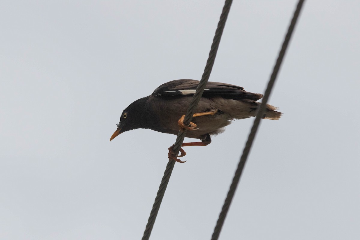 Jungle Myna - ML641116758