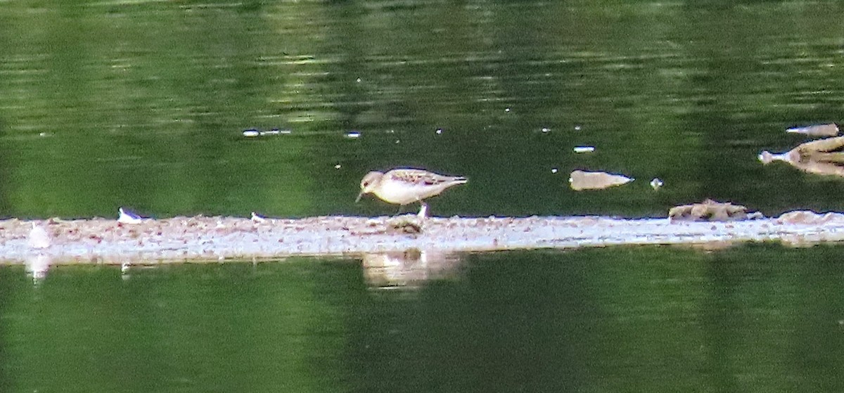 peep sp. - ML641116777