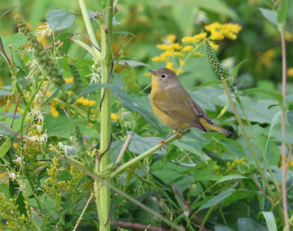 Nashville Warbler - ML641116785