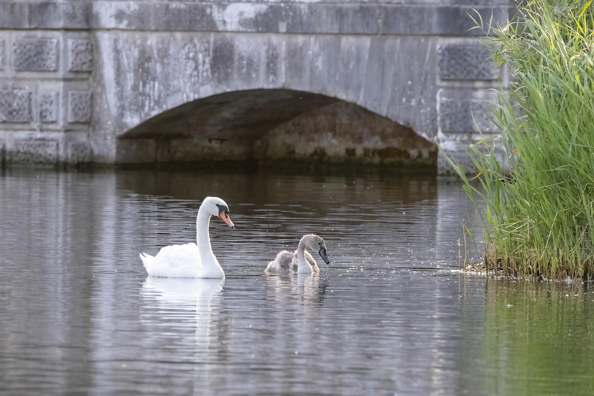 Mute Swan - ML641116787