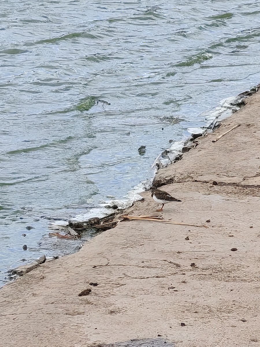 Ruddy Turnstone - ML641116830