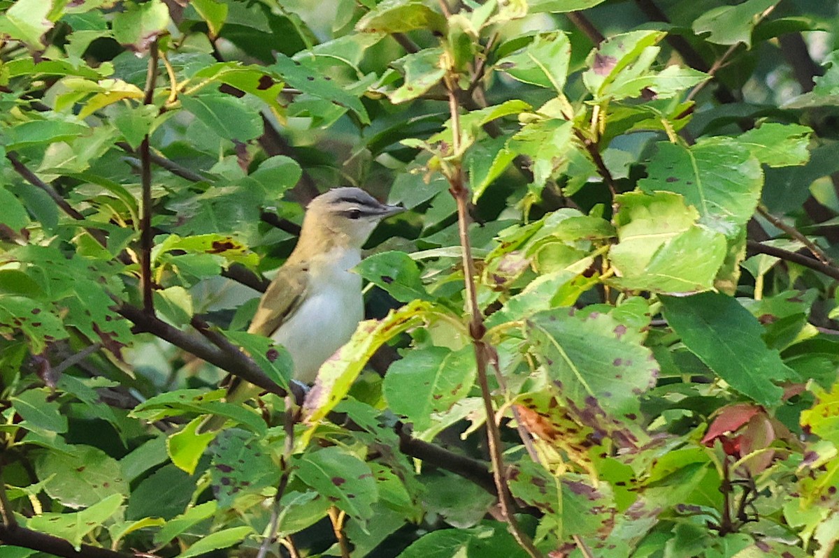 Red-eyed Vireo - ML641116835