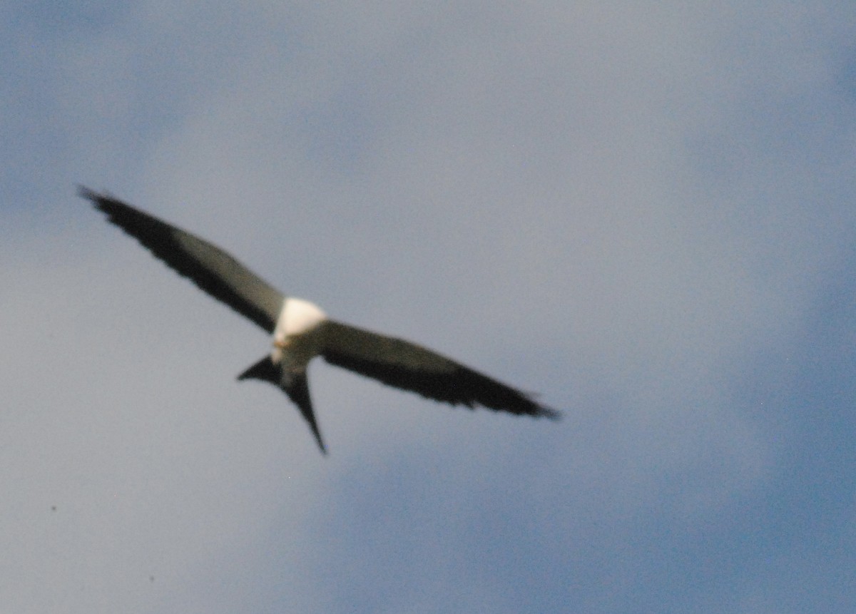 Swallow-tailed Kite - ML641116847