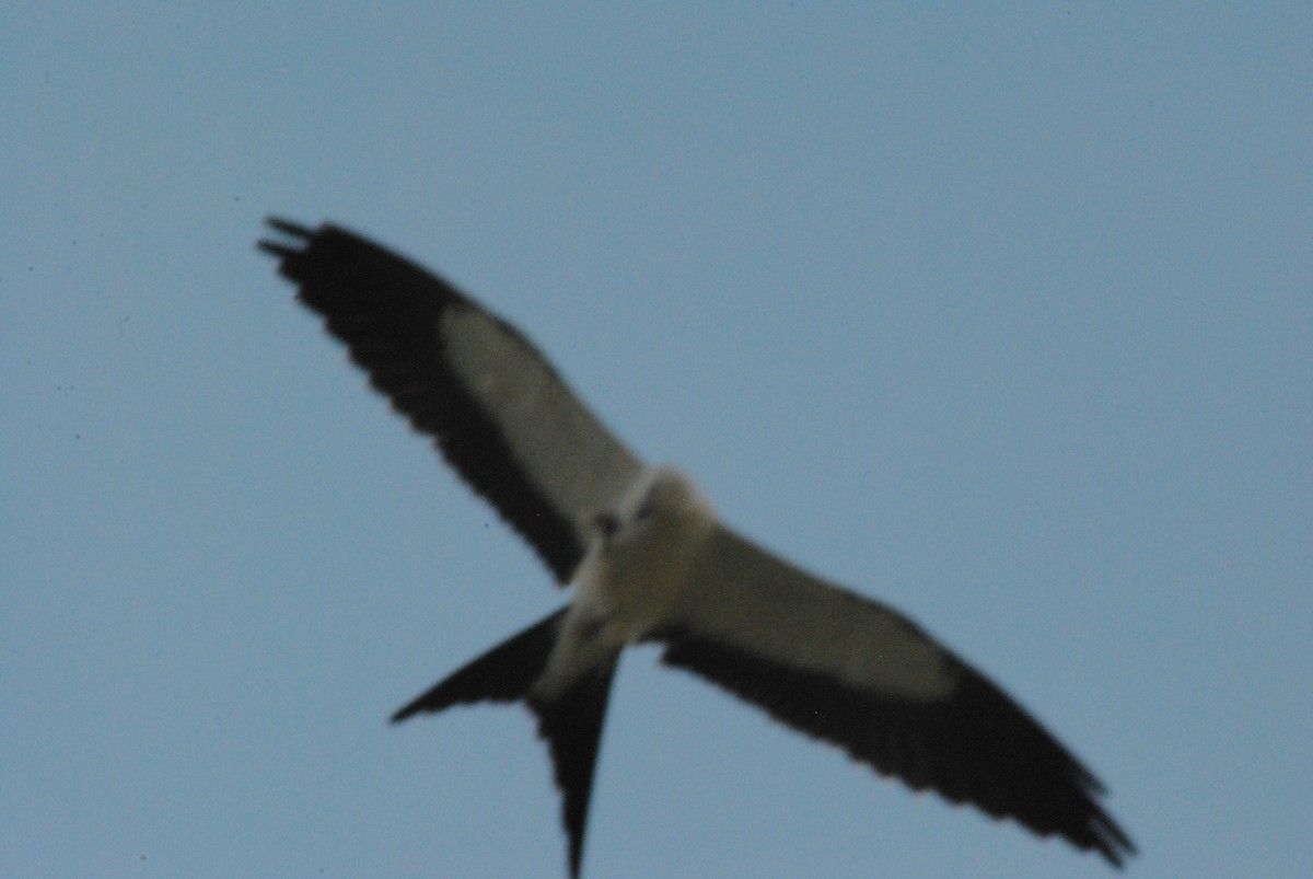 Swallow-tailed Kite - ML641116848