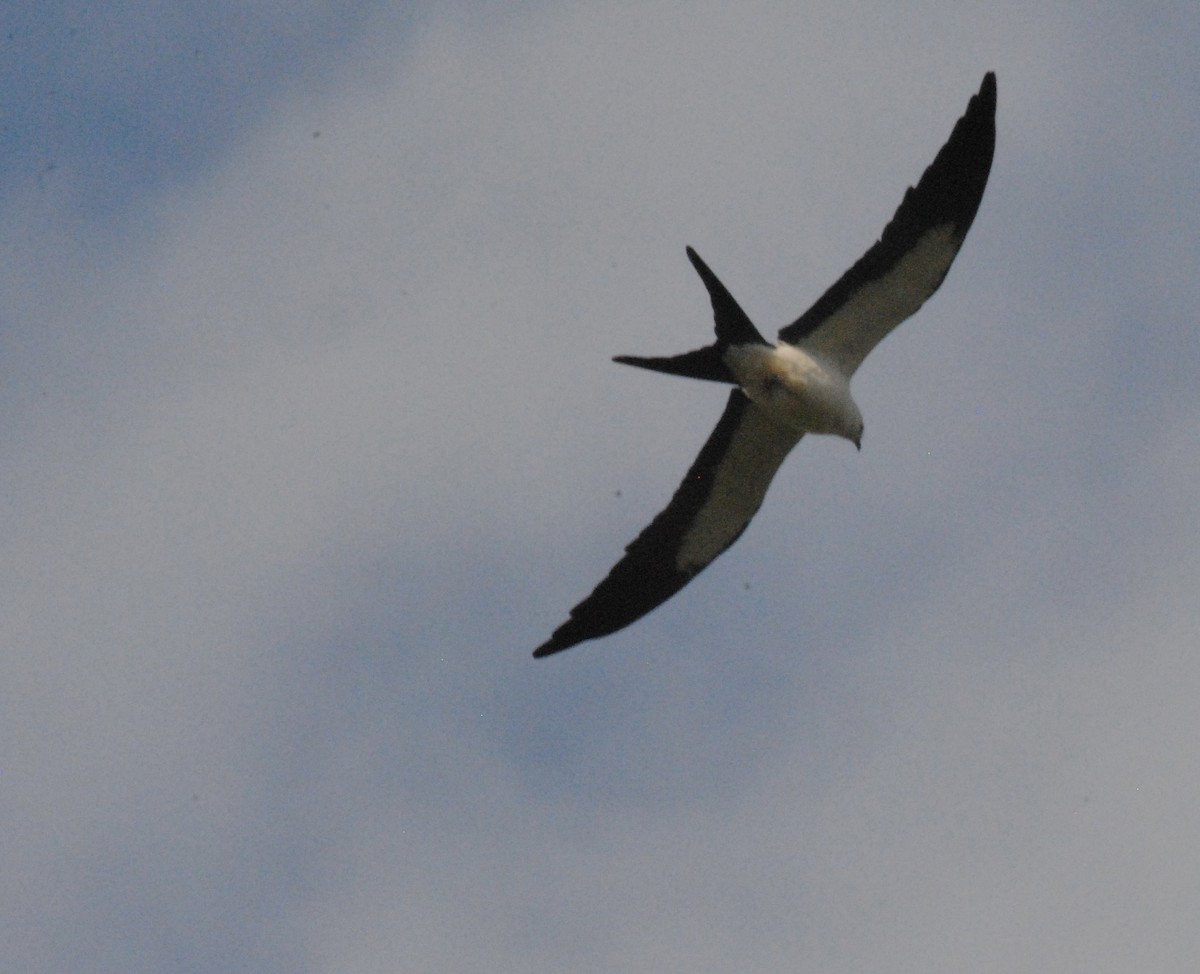 Swallow-tailed Kite - ML641116849