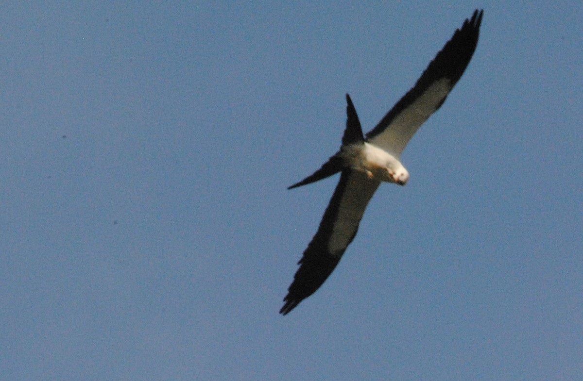 Swallow-tailed Kite - ML641116850