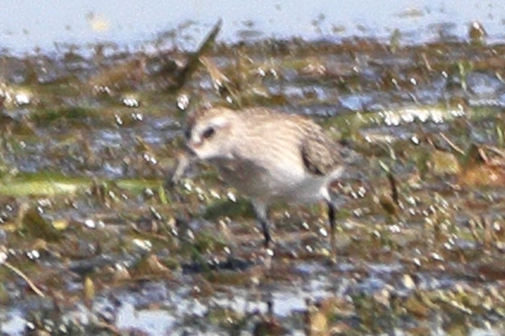 peep sp. - ML641116854