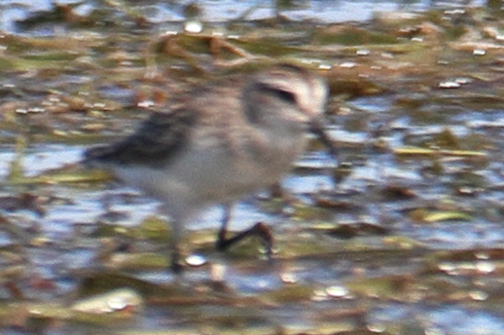 peep sp. - ML641116859