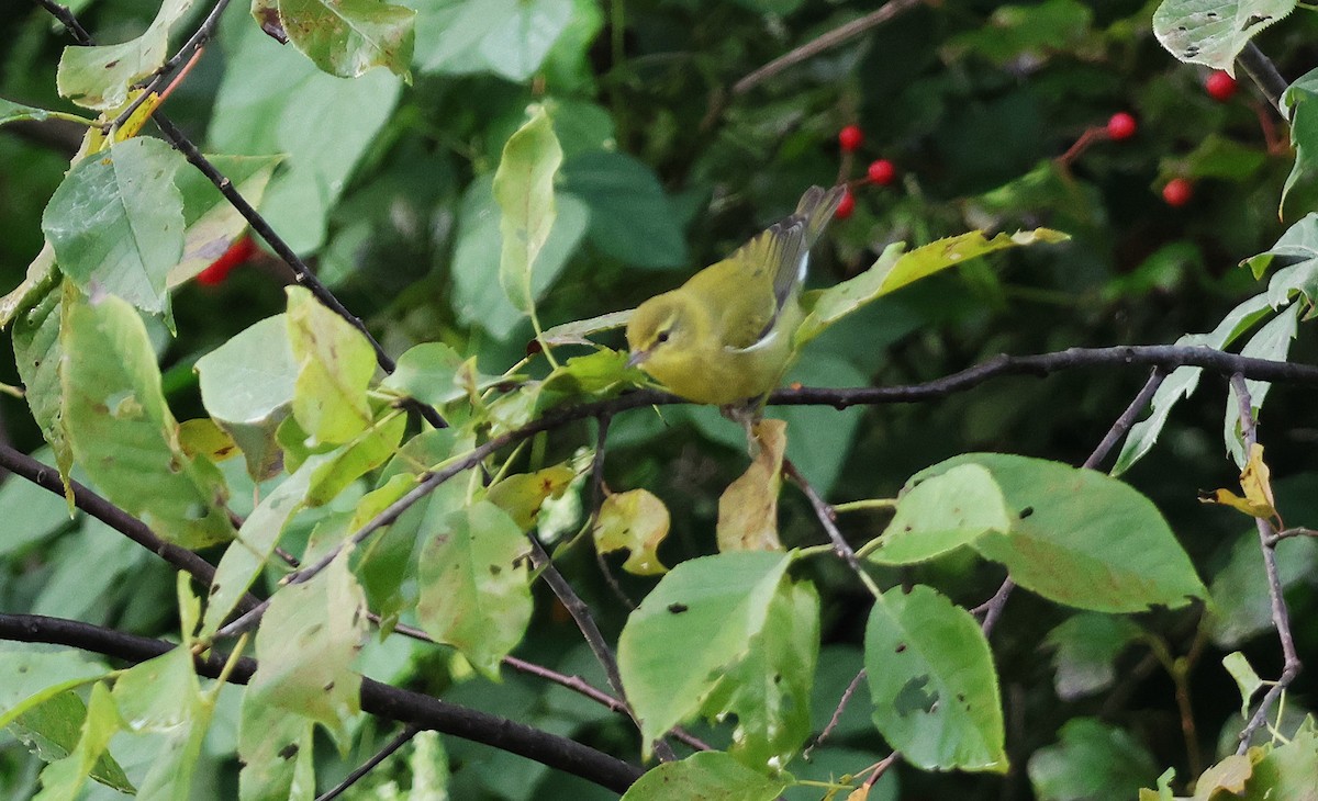 Tennessee Warbler - ML641116874