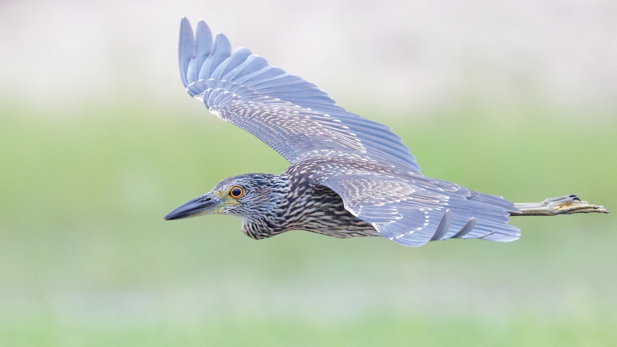 Yellow-crowned Night Heron - ML641116876