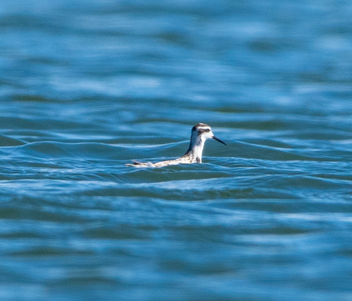 Red-necked Phalarope - ML641116878