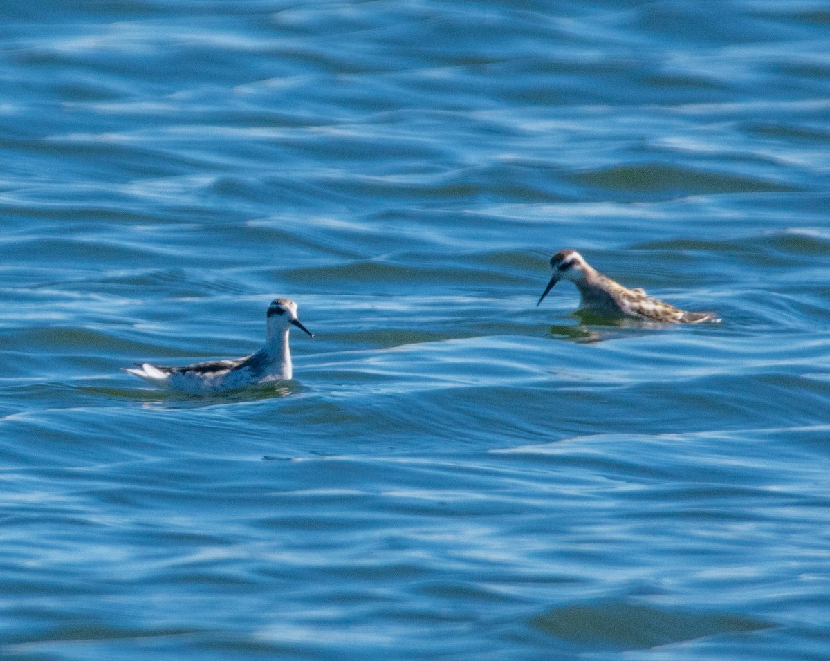 Red-necked Phalarope - ML641116881