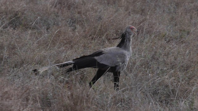 Secretarybird - ML641116886