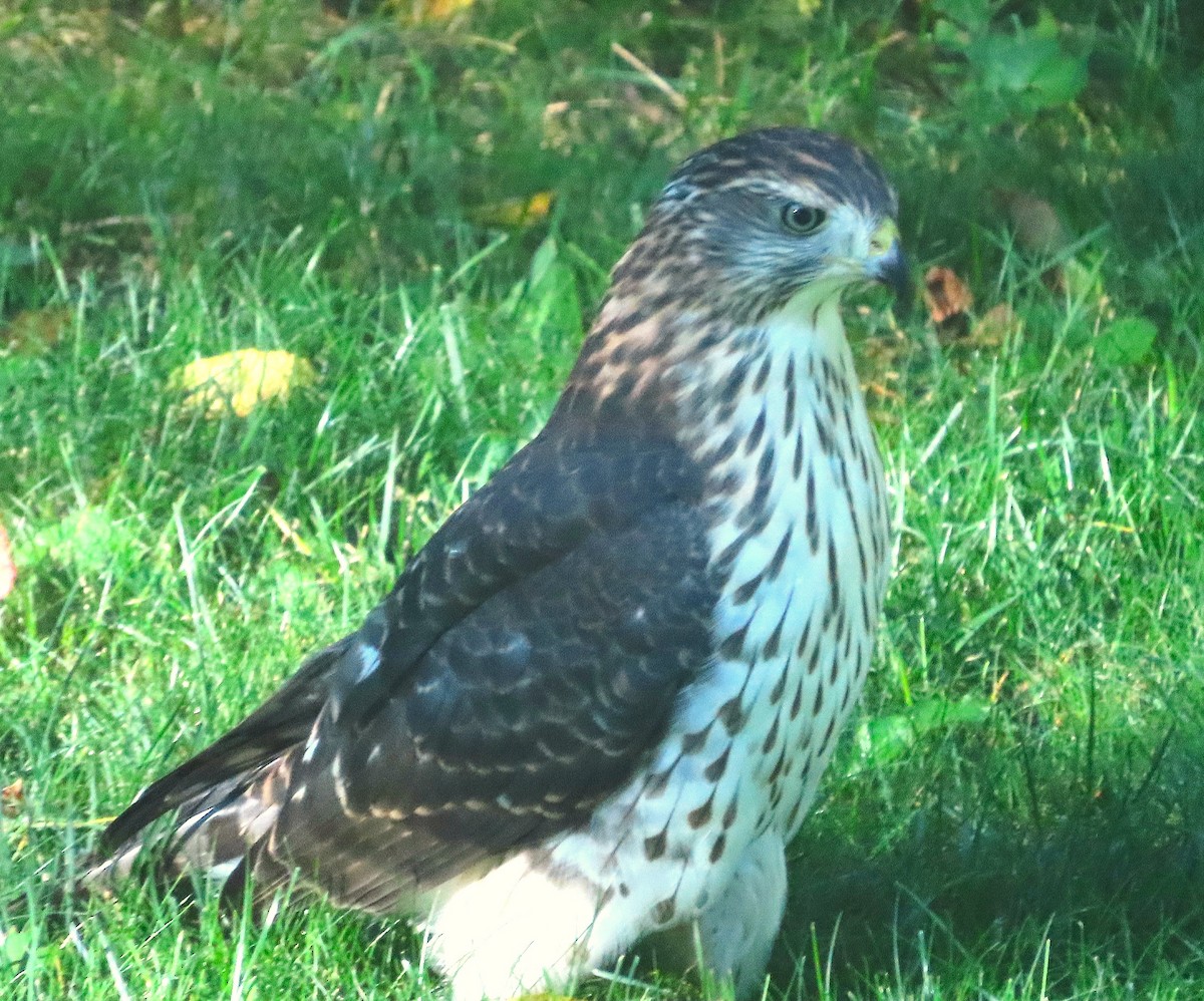 Cooper's Hawk - ML641116900