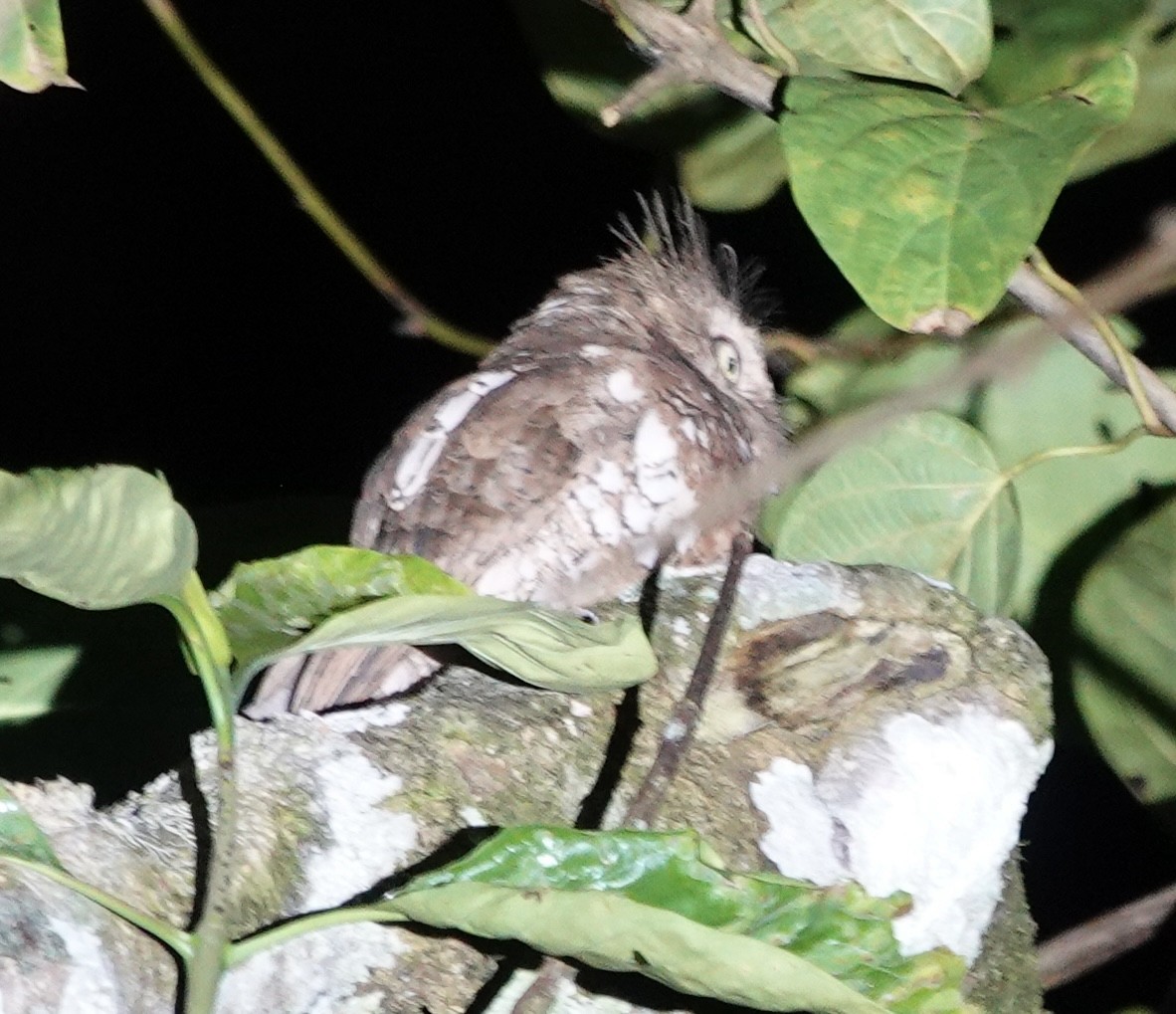 Blyth's Frogmouth (Blyth's) - ML641116901