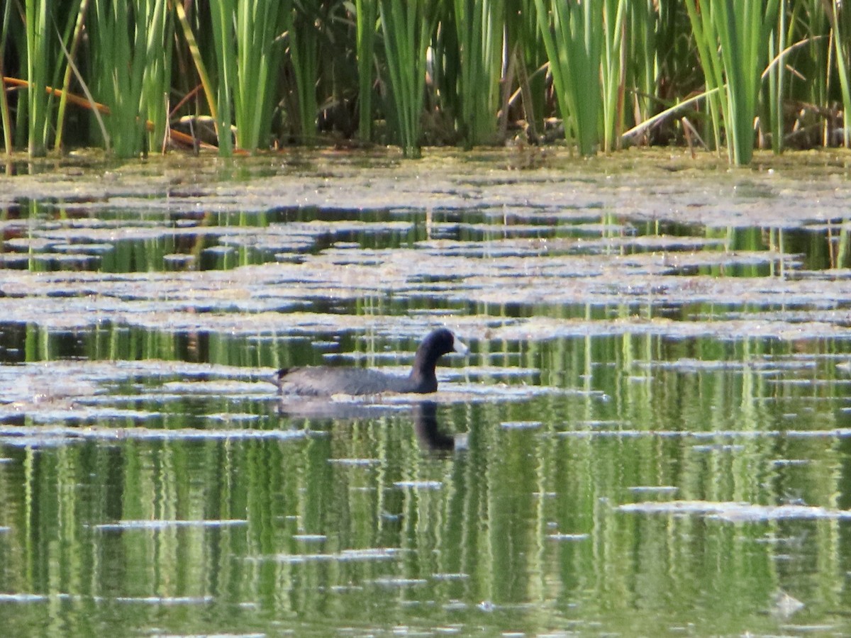 American Coot - ML641116904