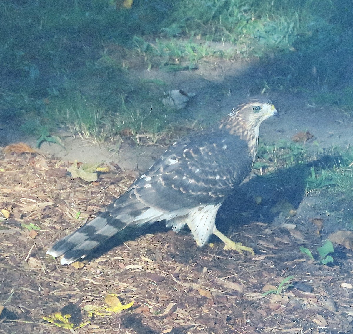 Cooper's Hawk - ML641116909