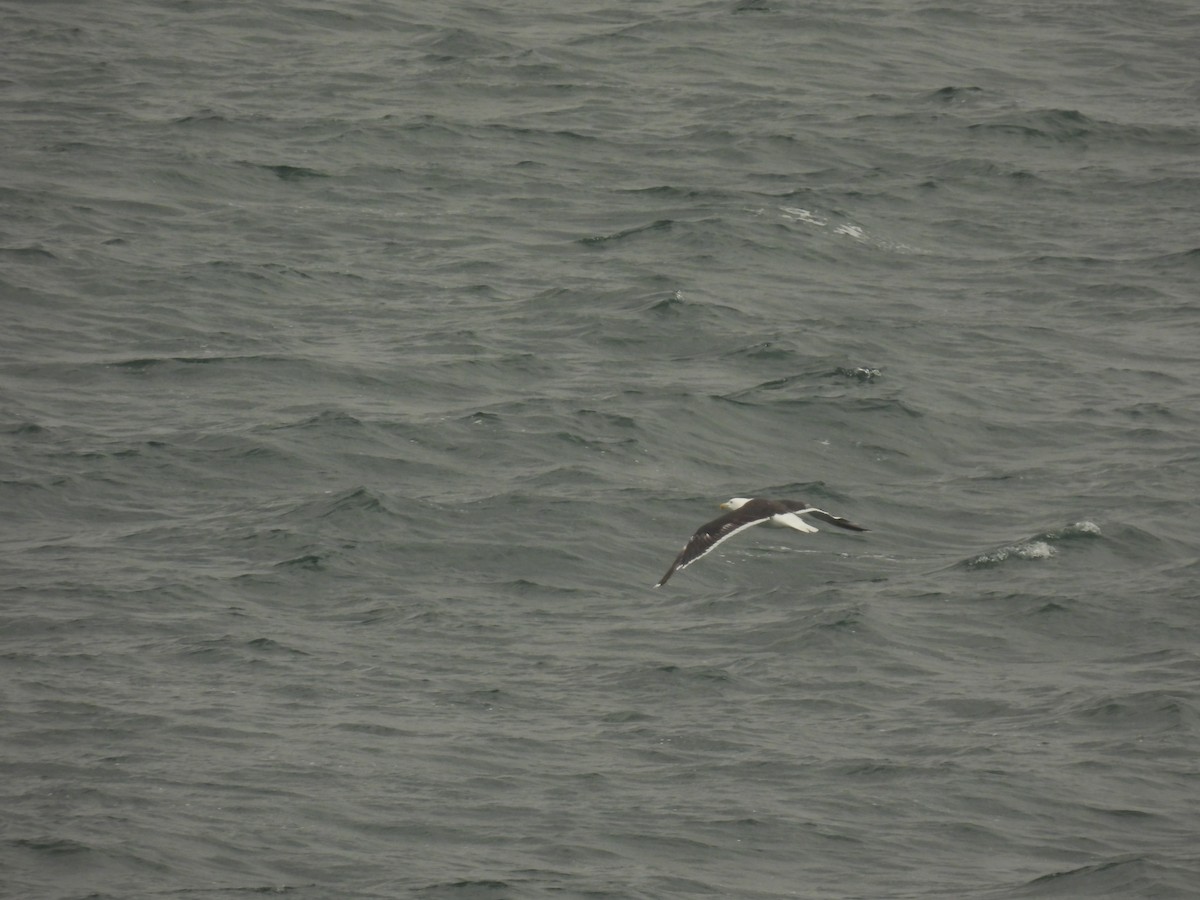 Great Black-backed Gull - ML641116919