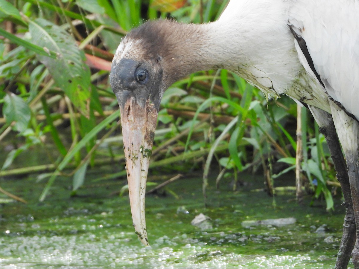 Wood Stork - ML641116920