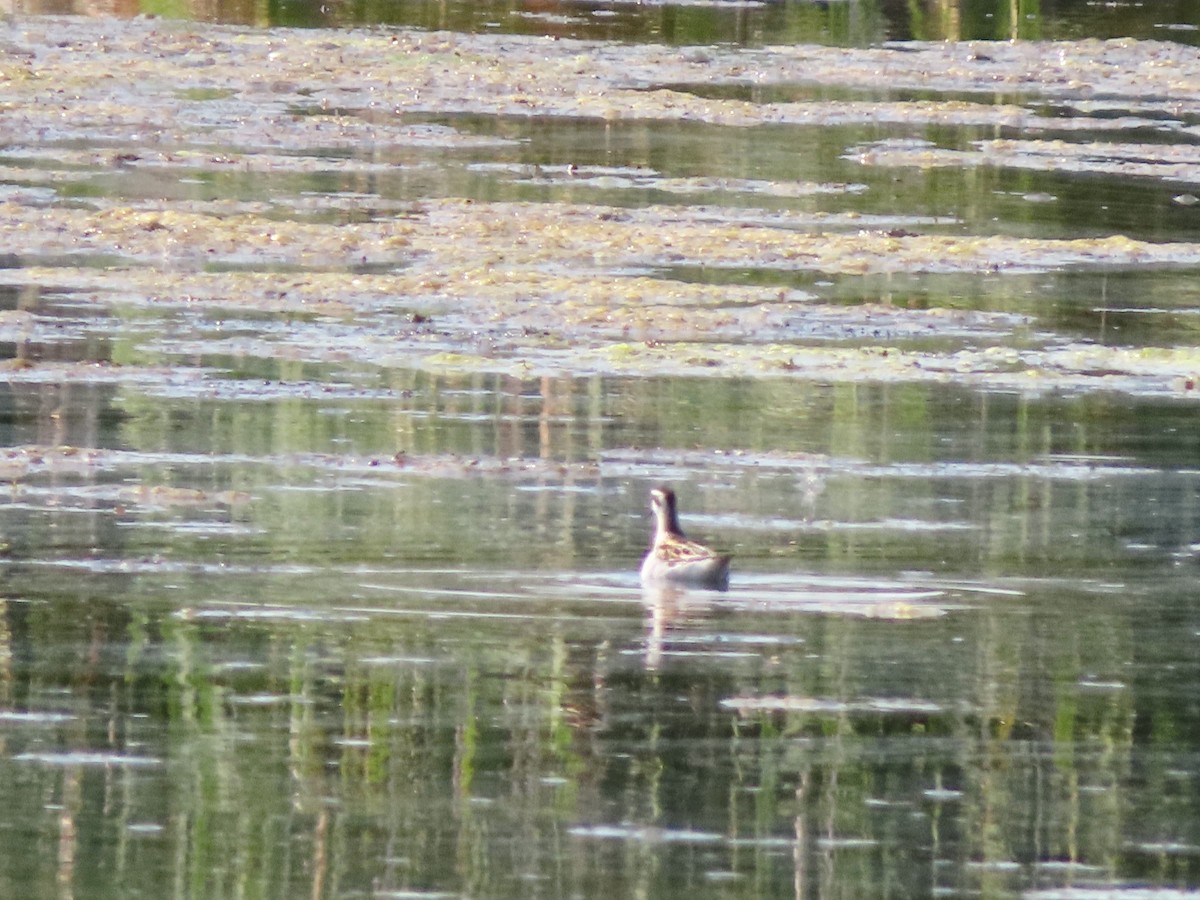 Red-necked Phalarope - ML641116930