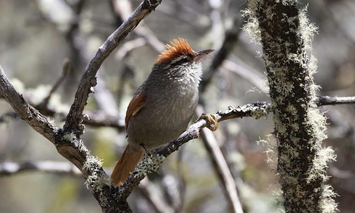 Line-cheeked Spinetail (Baron's) - ML641116934