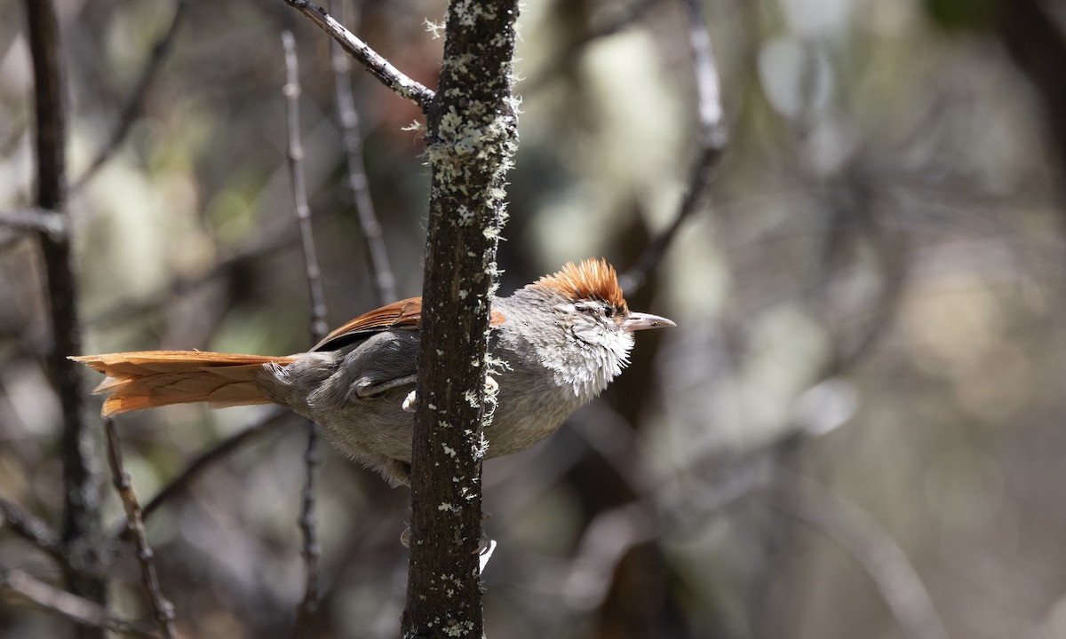 Line-cheeked Spinetail (Baron's) - ML641116935