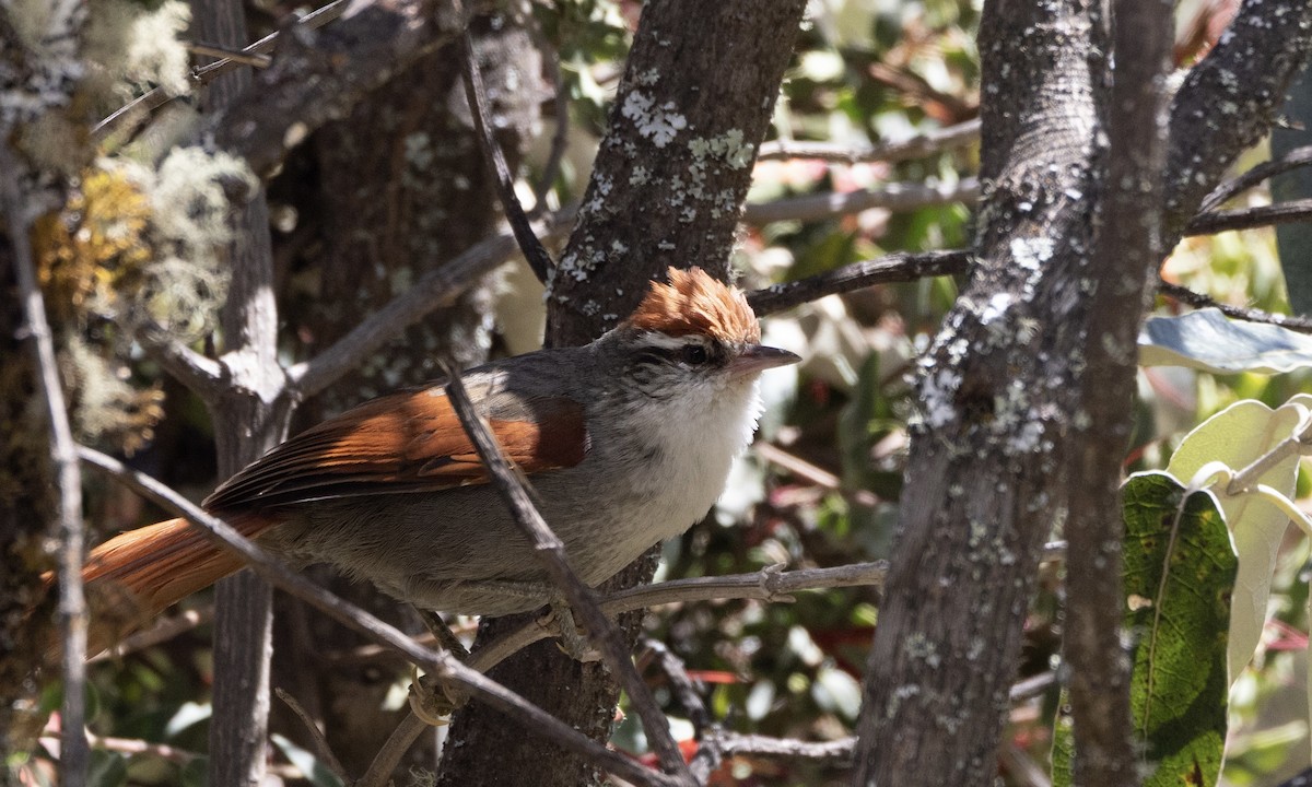 Line-cheeked Spinetail (Baron's) - ML641116936