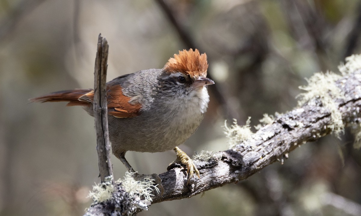 Line-cheeked Spinetail (Baron's) - ML641116937