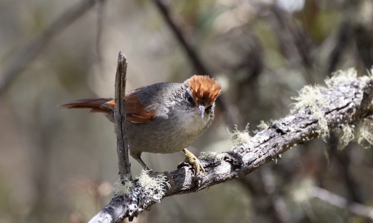 Line-cheeked Spinetail (Baron's) - ML641116938