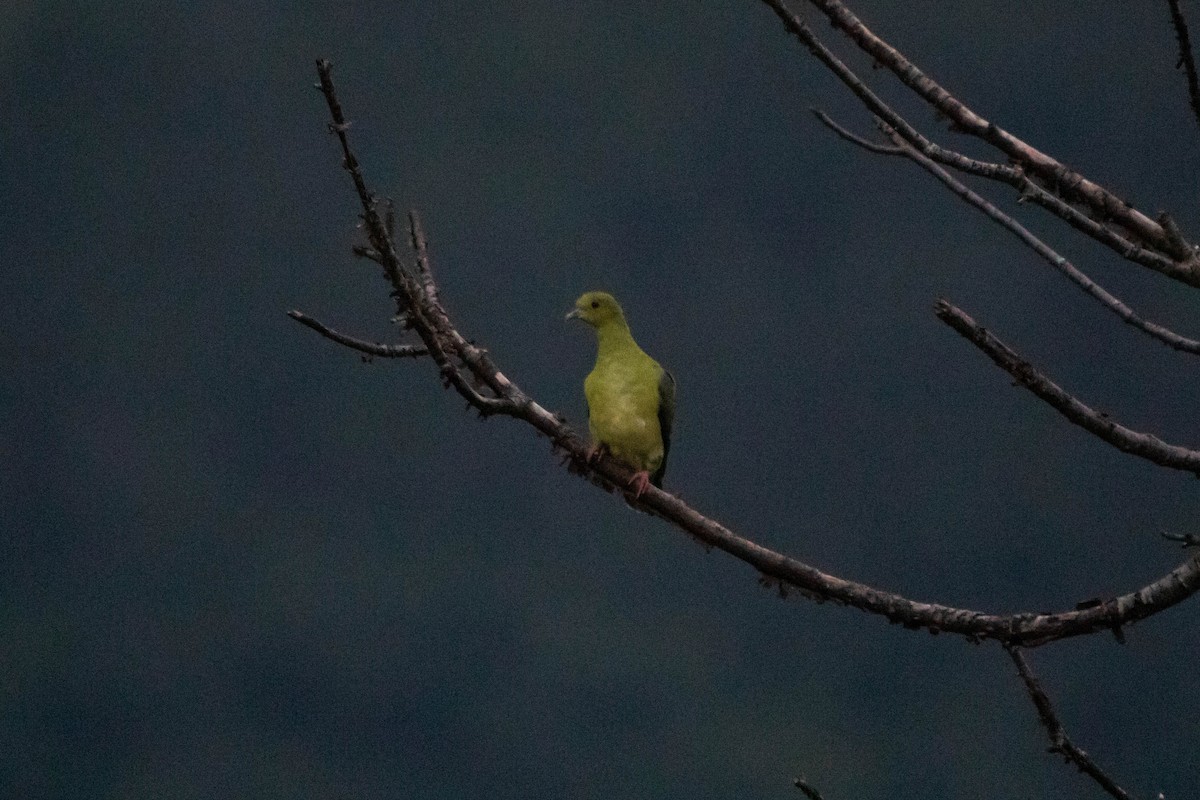 Wedge-tailed Green-Pigeon - ML641116939