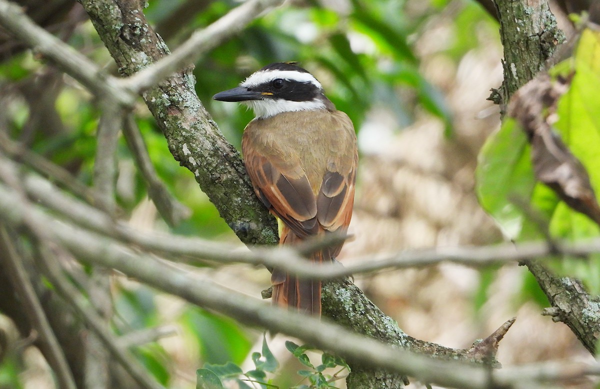 Great Kiskadee - ML641116941