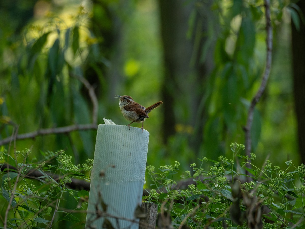 Carolina Wren - ML641116944