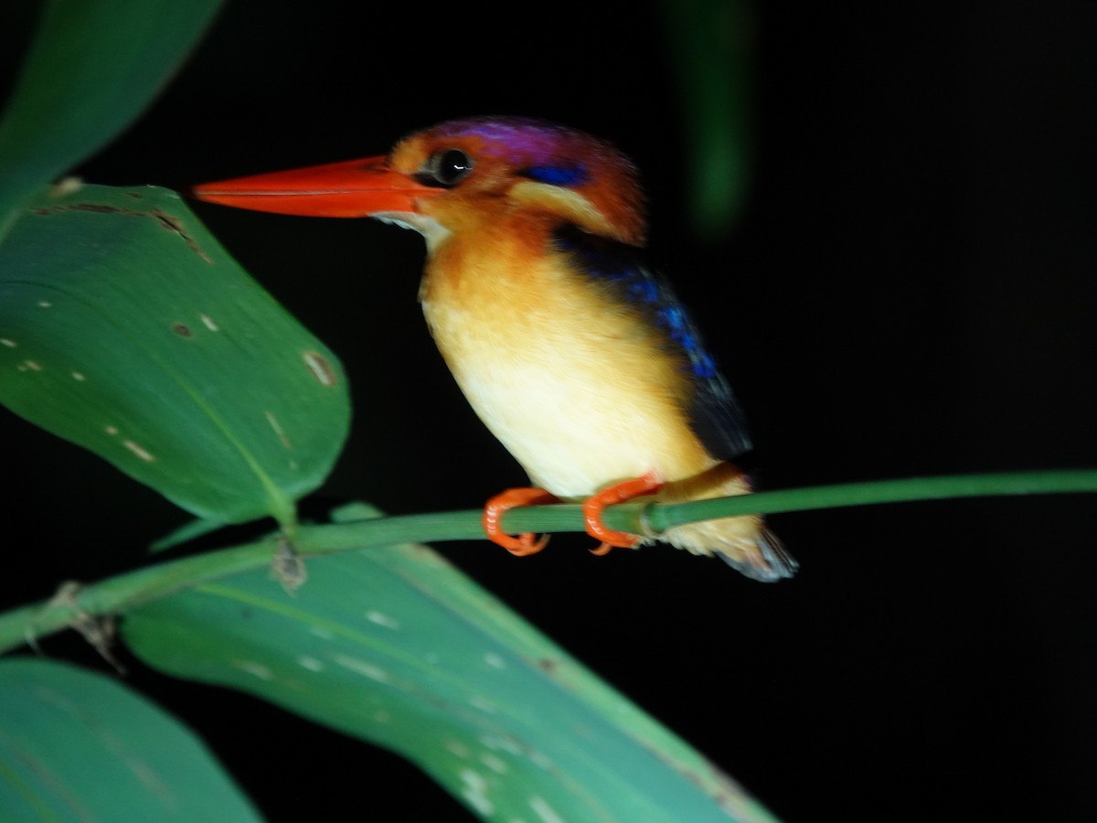 Rufous-backed Dwarf-Kingfisher - ML641116962