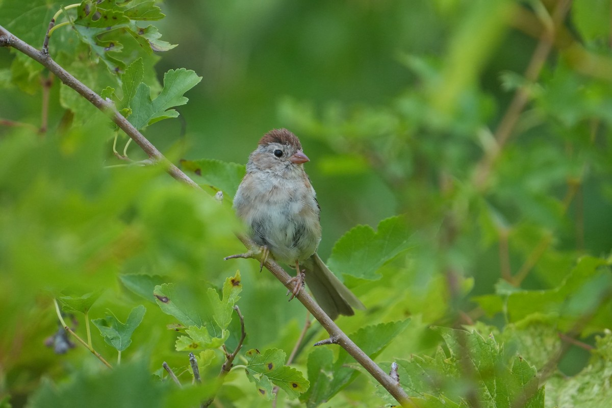Field Sparrow - ML641116999