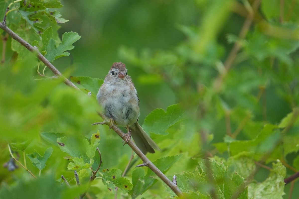 Field Sparrow - ML641117000