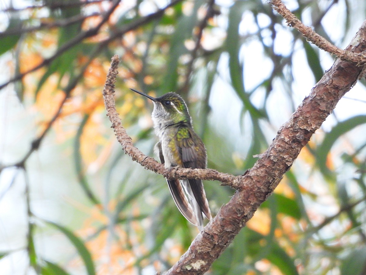 Green-throated Mountain-gem - ML641117015
