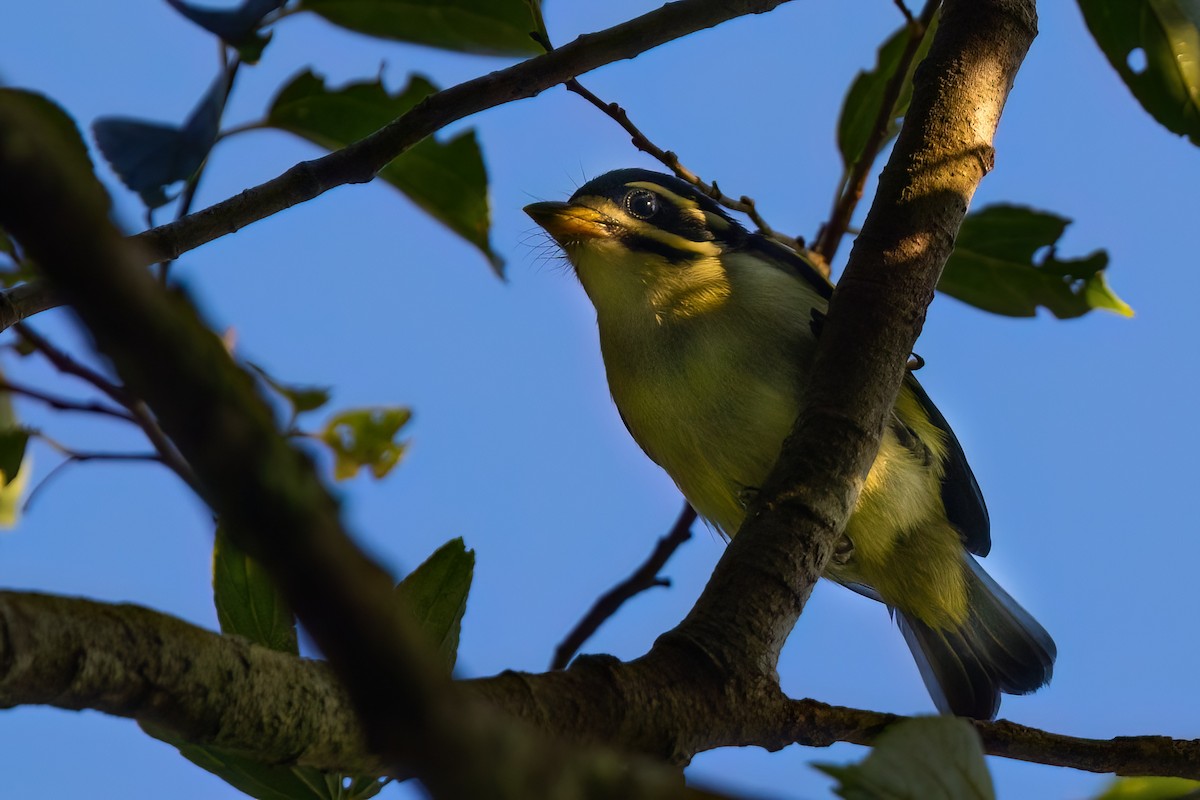 Yellow-rumped Tinkerbird - ML641117043