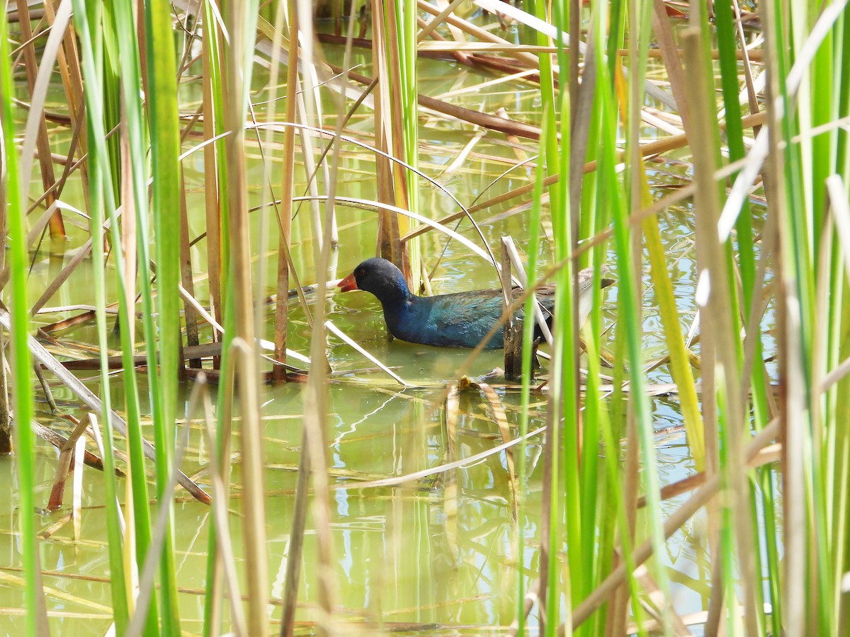 Purple Gallinule - ML641117047