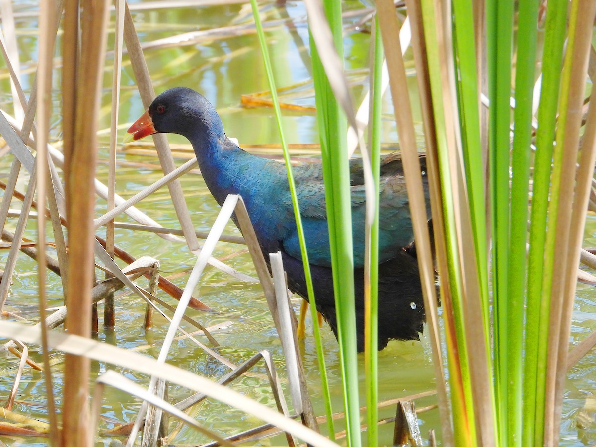 Purple Gallinule - ML641117048