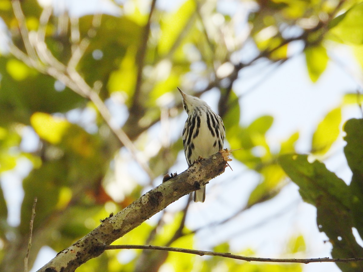 Black-and-white Warbler - ML641117090