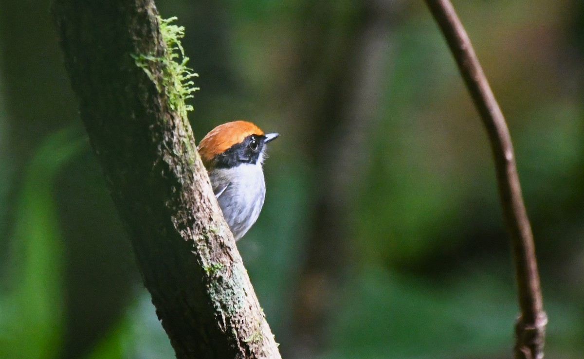Black-cheeked Gnateater - ML641117092