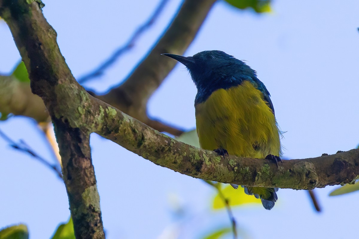 Collared Sunbird - ML641117102