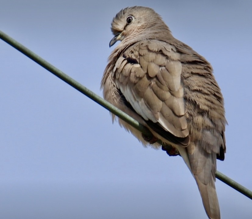 Picui Ground Dove - ML641117105