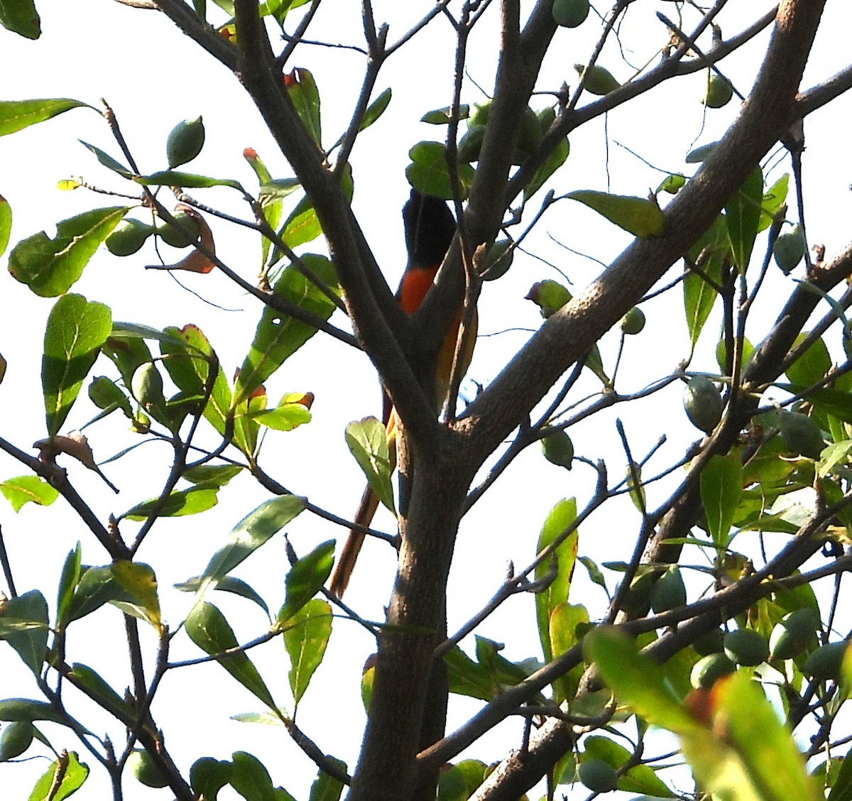 Minivet oranor - ML641117106