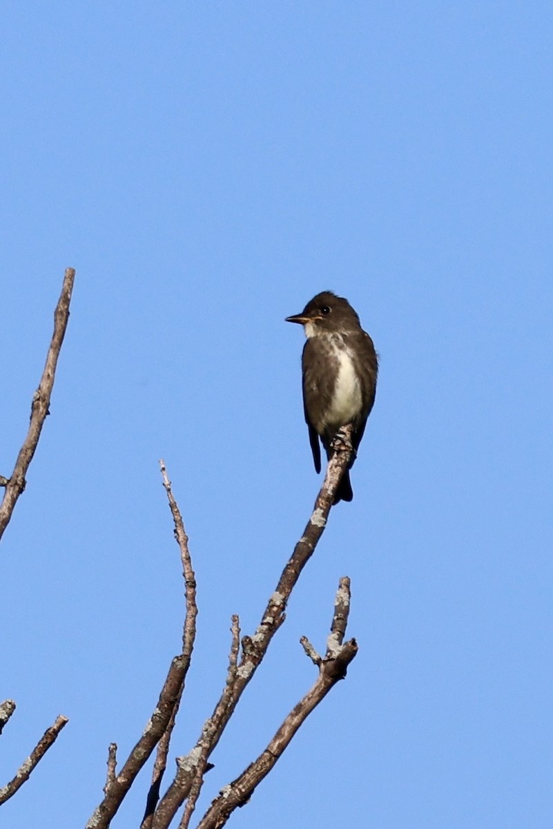 Olive-sided Flycatcher - ML641117109