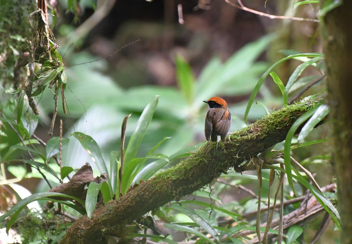 Black-cheeked Gnateater - ML641117148