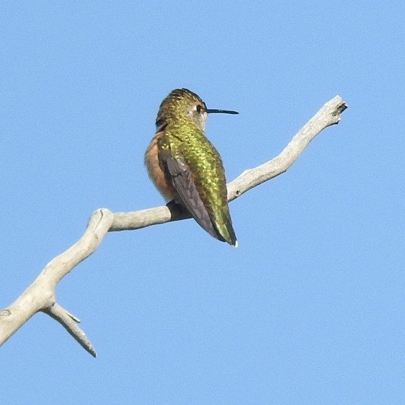 Calliope Hummingbird - ML641117156