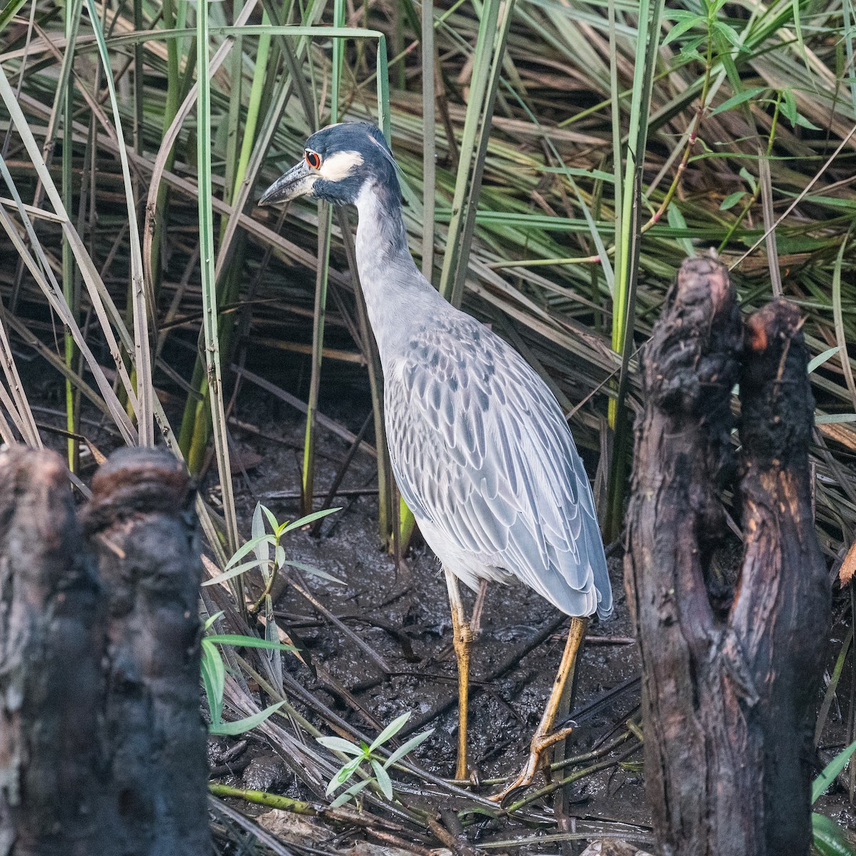 Yellow-crowned Night Heron - ML641117167