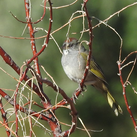 Green-tailed Towhee - ML641117182