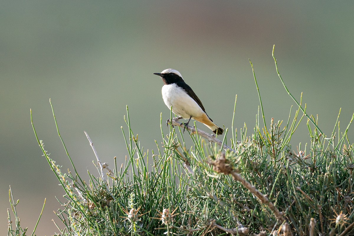 Mourning Wheatear (Mourning) - ML641117183